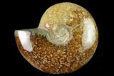 Polished Ammonite (Cleoniceras) Fossil - Madagascar #166676-1